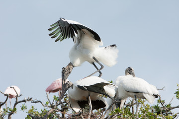 Two American Wood Storks mating in a Florida rookery.