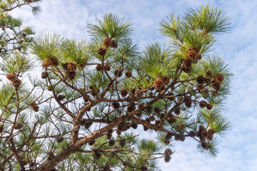 Background with pine branches and pine cones