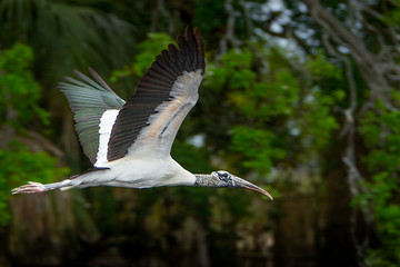 An American Wood Stork in flight with a blurred background.