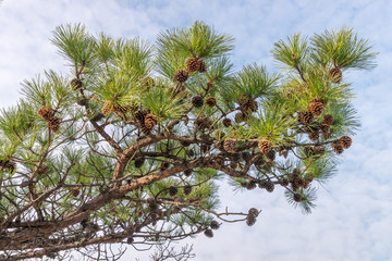 Background with pine branches and pine cones
