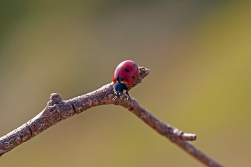 Coccinella