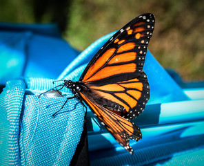 Monarch Butterfly