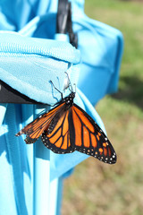 Monarch Butterfly