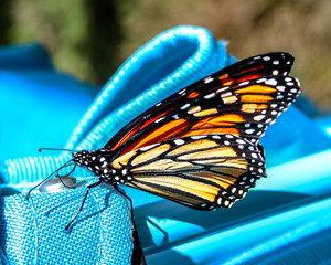 Monarch Butterfly