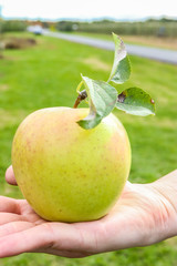 Apple