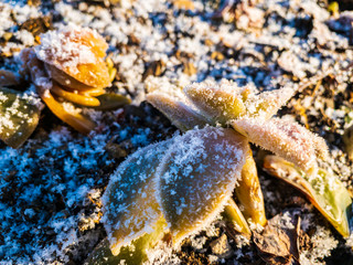 雪と霜が付いた草　植物　寒い　冬の朝