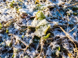 雪と霜が付いた草　植物　寒い　冬の朝