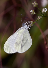 Farfalla