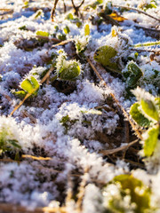 雪と霜が付いた草　植物　寒い　冬の朝