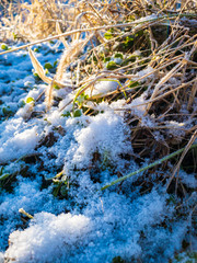 雪と霜が付いた草　植物　寒い　冬の朝