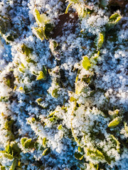 雪と霜が付いた草　植物　寒い　冬の朝