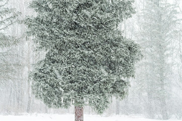Heavy snowfall in winter in the forest