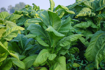 Blooming tobacco plants with leaves. Green leaf tobacco. Tobacco big leaf crops growing in tobacco plantation field.