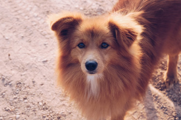 Obraz na płótnie Canvas Cute Brown dog looking up