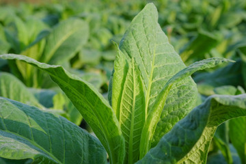 Blooming tobacco plants with leaves. Green leaf tobacco. Tobacco big leaf crops growing in tobacco plantation field.