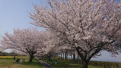Fototapeta premium 桜 桜の花 公園 ピクニック 休息