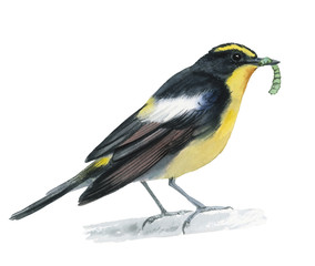 Isolated drawing of a bird on a white background. Watercolor illustration of a bird. Drawn bird with a worm in its beak..