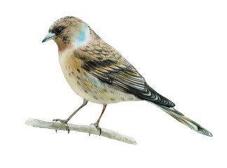 Bird drawing. Bird painted in watercolor on a white background. Elegant bird pattern for design.