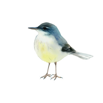 Bird. Greeting card with watercolor bird. Watercolor bird for design.