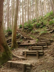 wooden bridge in the forest