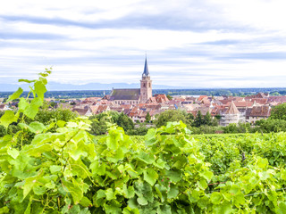 Weinbauregion Elsass, Alsace, Frankreich, Elsass, Bergheim