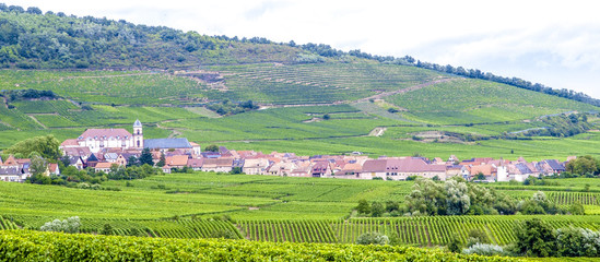 Fototapeta na wymiar Weinbauregion Elsass, Alsace, Frankreich, Elsass