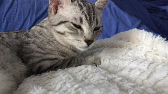 Wisky, gatto bianco e nero tigrato, adorabile e coccoloso compagno di vita 