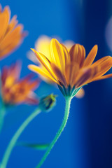 Orange flower macro shot with shallow depth of field. Abstract flower photo perfect for poster