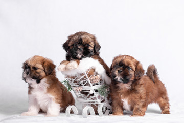 Puppy Shih Tzu on a white background with a Christmas sled.