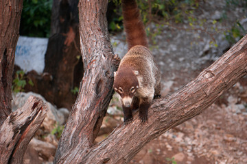 Obraz premium A wild animal hanging on a tree