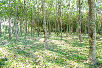 Rubber tapping in south east asia.