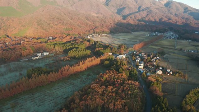 Aerial pan over Meta-sequoia Namiki road in Shiga, Japan. Sunrise in Autumn