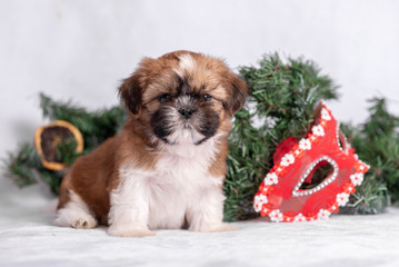 Shih Tzu puppy on white background with Christmas decorations. Christmas decor.