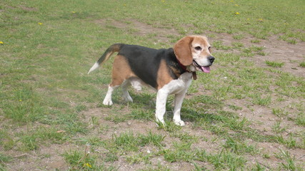 ビーグル　散歩　春