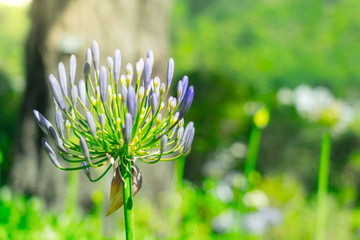 Agapanthus with blue sky. Detail of agapanthus
