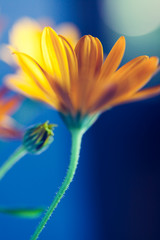 Orange flower macro shot with shallow depth of field. Abstract flower photo perfect for poster