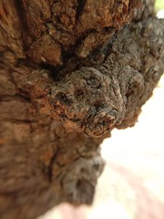 Close tree photo