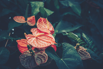 green leaves background; nature background