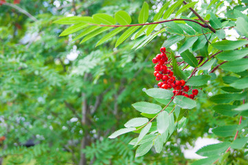 The end of summer or the beginning of autumn - leaves and grass are still green; bright red rowan berries stand out against their background.