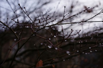 rain drops on the tree
