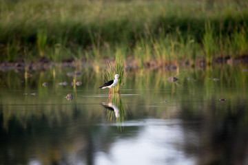 Closeup Black winged stilt, low angle view, side shot, foraging food in the morning on the shallow water of wild marsh in nature of tropical moist forest in southern Thailand.