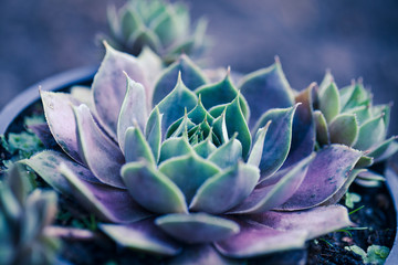 Succulent Macro shot - natural plants