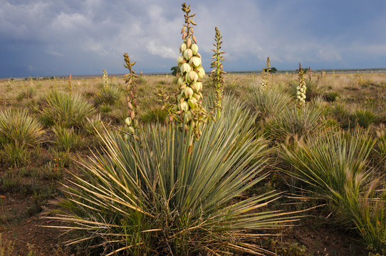 Yucca plant in the desert