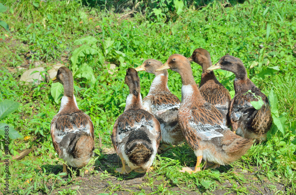 Poster Ducks 1