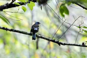 Closeup beautiful adult Green cochoa, uprisen angle view, side shot, in early morning perching on the branch covered with green moss in tropical montane forest, northern Thailand.
