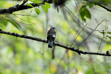 Closeup beautiful adult Green cochoa, uprisen angle view, side shot, in early morning perching on the branch covered with green moss in tropical montane forest, northern Thailand.