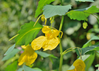 Flower (Impatiens noli-tangere) 16