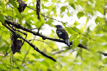 Closeup beautiful adult Green cochoa, uprisen angle view, side shot, in early morning perching on the branch covered with green moss in tropical montane forest, northern Thailand.