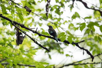 Closeup beautiful adult Green cochoa, uprisen angle view, side shot, in early morning perching on the branch covered with green moss in tropical montane forest, northern Thailand.