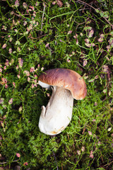 Wild raw boletus mushroom in Latvian forest